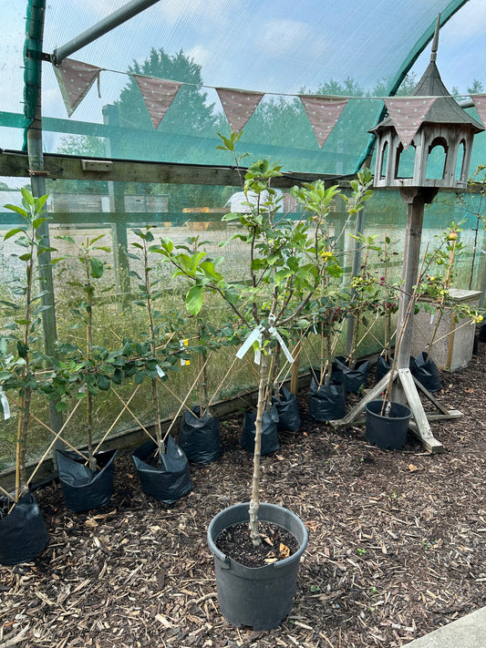 Family Tree - King Russet, Greensleeves & Cox Orange Pippin