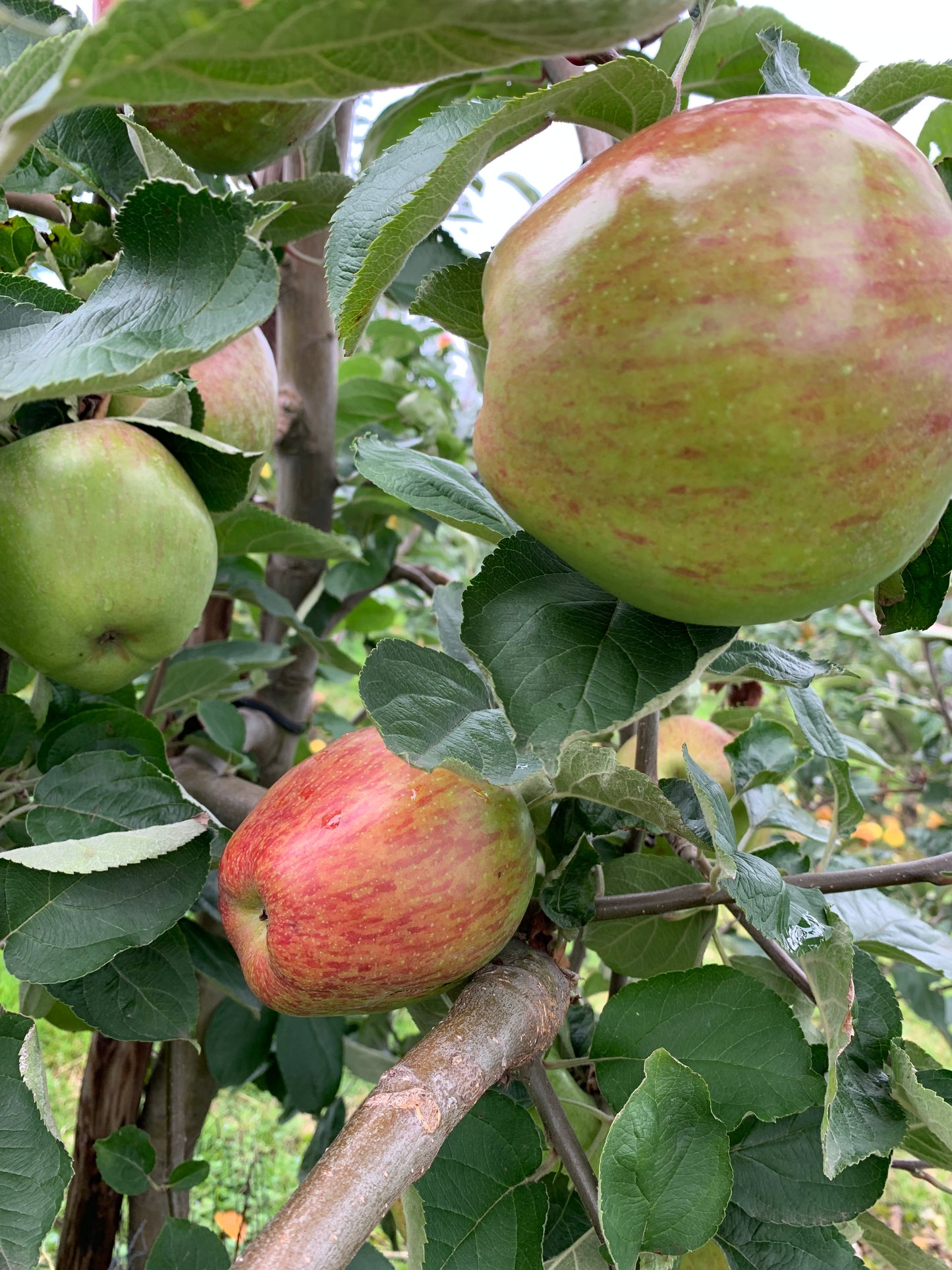 Apple Family Tree - (Adam's Pearmain, Bramley 20 & Tydeman's Early Worcester)