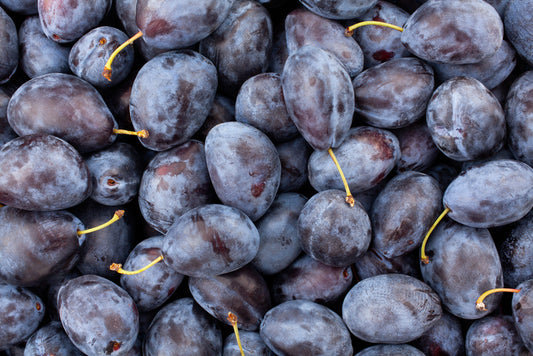 Farleigh Damson - Bush