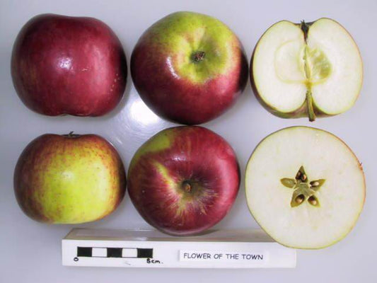Flower of the Town Apple - Half-Standard MM106