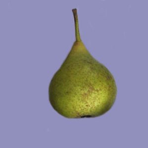 Fondante d'Automne Pear - Stepover