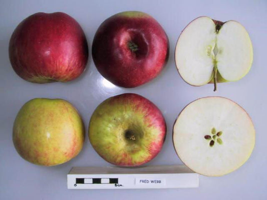 Fred Webb apple tree 