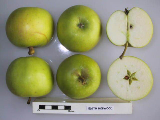 Edith Hopwood Apple - Full Standard (M25)