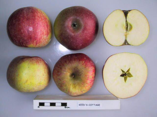 Keed's Cottage Apple - Full Standard (M25)