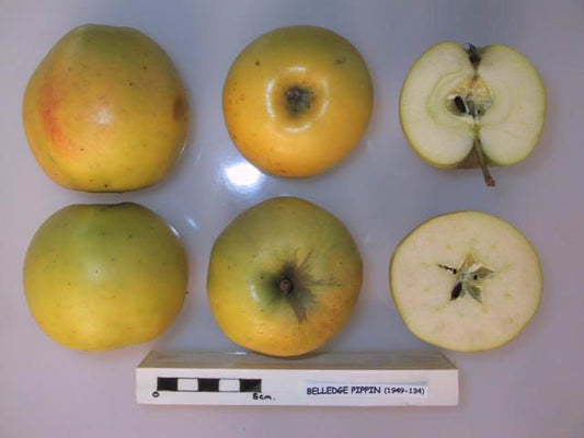 Belledge Pippin Apple - Full-Standard