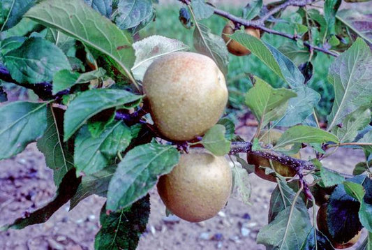 Herefordshire Russet Bush