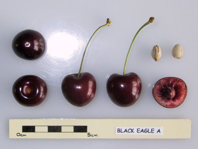 Malling Black Eagle Cherry - Half-Standard