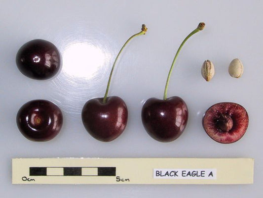 Malling Black Eagle Cherry - Half-Standard