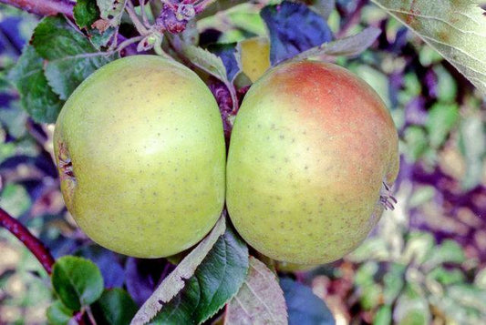 Galloway Pippin apple tree
