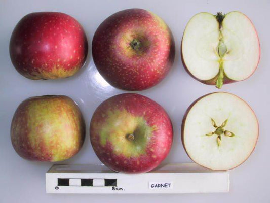 Garnet Apple - Half-Standard MM106