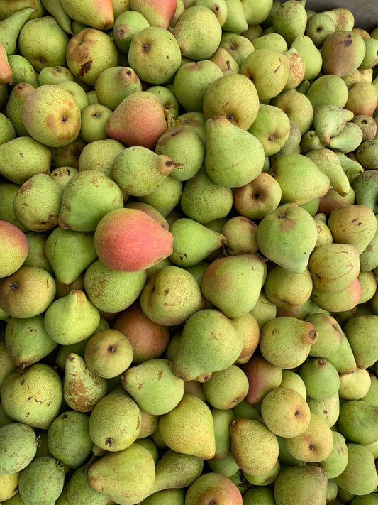 Family Tree - Pear (Beurre Hardy, Concorde & Nurun Burun)