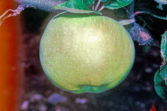 Gloria Mundi Apple - Half-Standard MM106