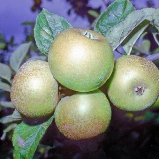 Golden Pippin apple tree