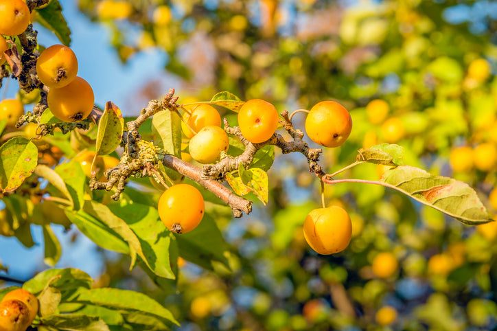 Golden Hornet Crab Apple - Bush