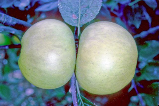 Golden Noble Apple - Stepover
