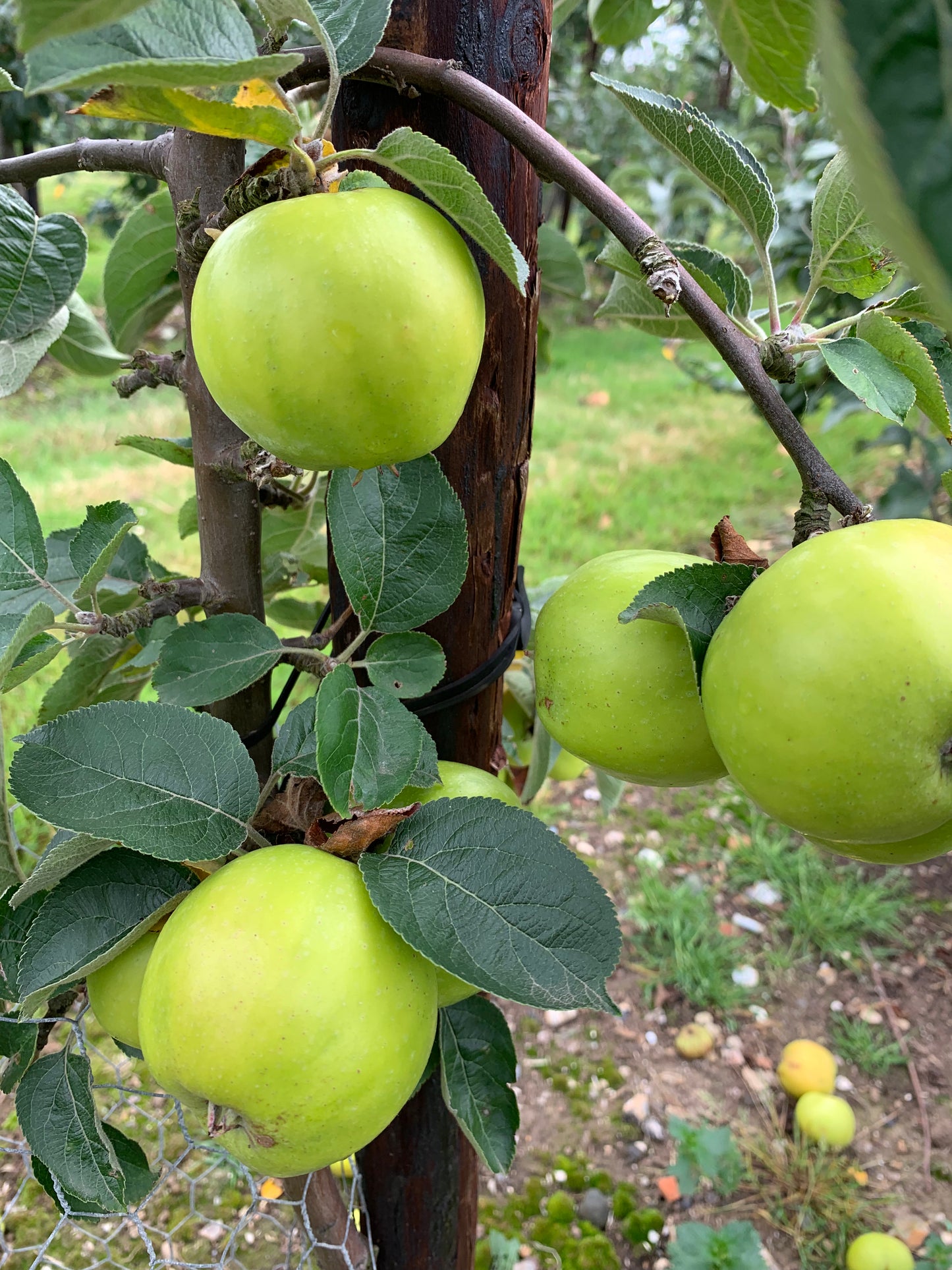 Granny Smith Apple - Bush