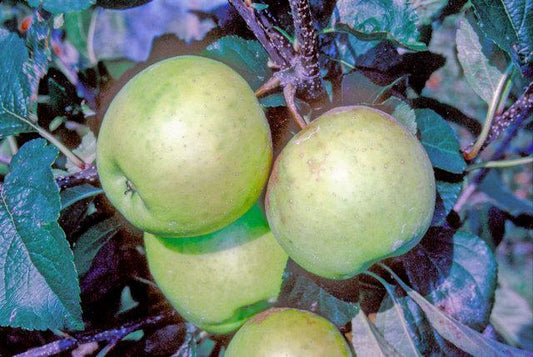 Greensleeves apple tree
