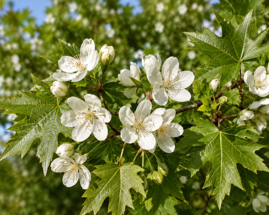 Guardsman Crab Apple - 3-4 year old tree