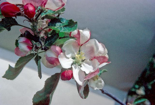 Holstein Apple - Full-Standard M25