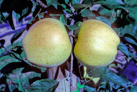 Honeygold Apple - Stepover