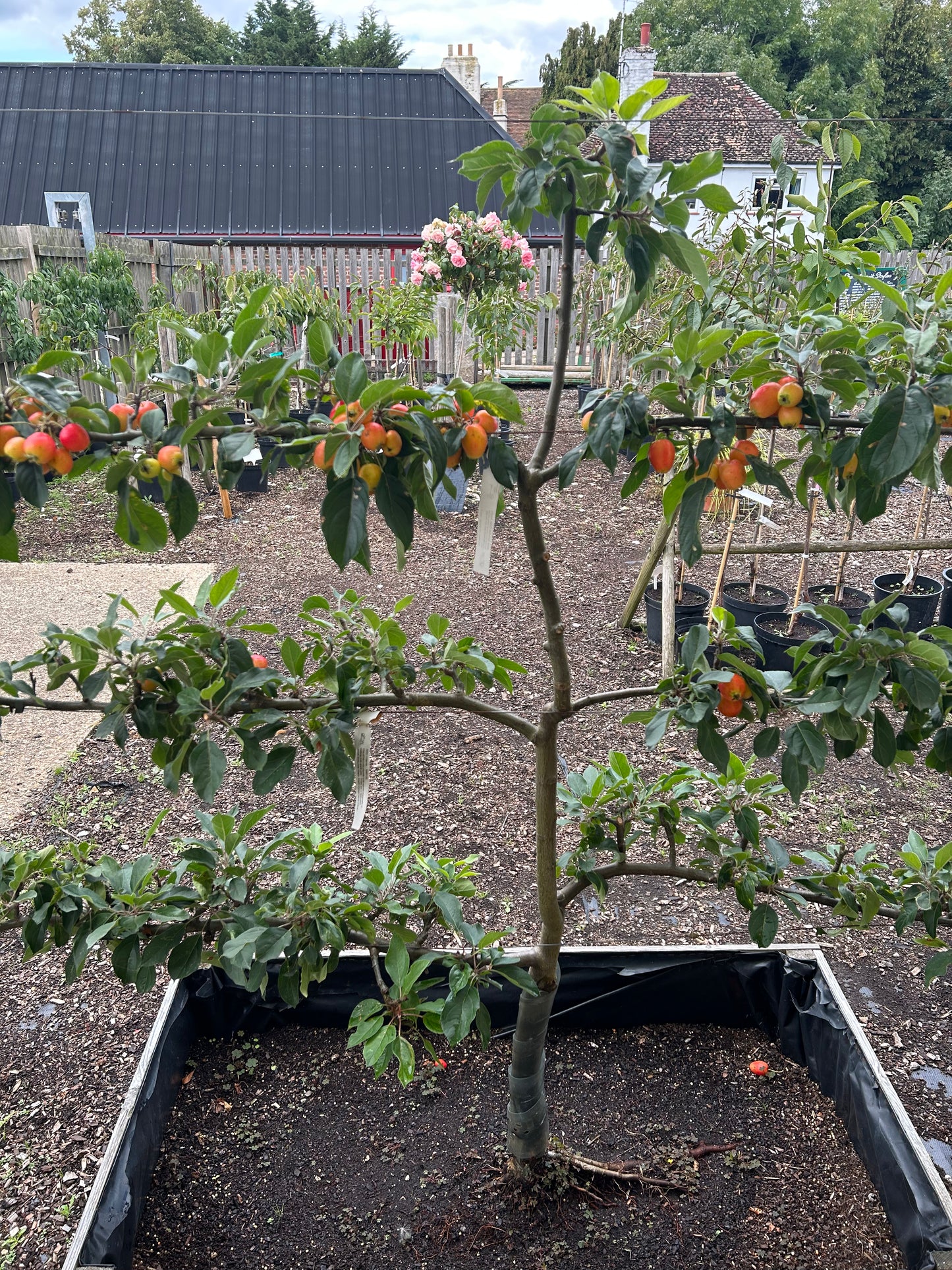Looking after your espalier tree