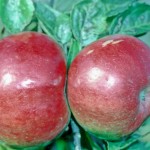 Idared apple tree