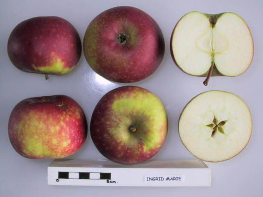 Ingrid Marie Apple - Espalier (1 Tier)