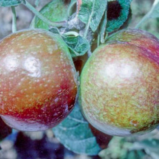 Irish Peach Apple - Bush