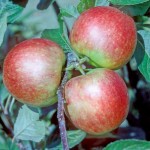 James Grieve Apple - Bush
