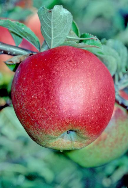 Crowngold (2 Tier) Espalier