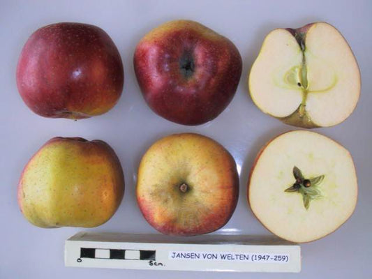 Jansen von Welton Apple - Half-Standard