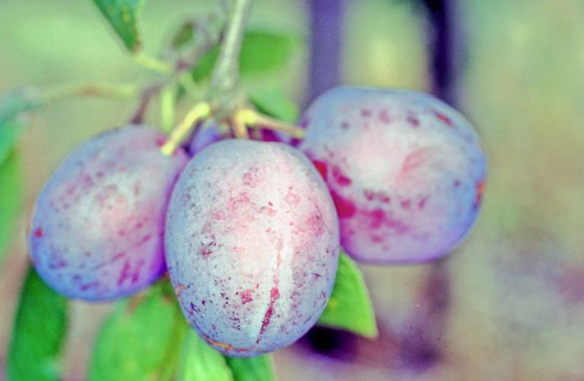Jubilee Plum  - Bush