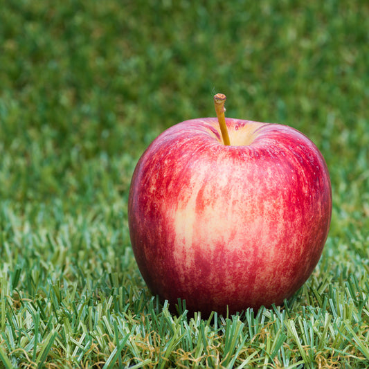 Jupiter Apple - Espalier (1 Tier)