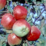 Kidd's Orange Red Apple - Stepover