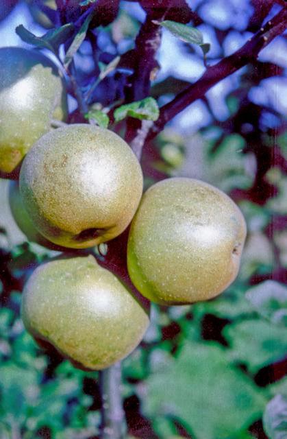 King Russet Apple - Espalier (1 Tier)