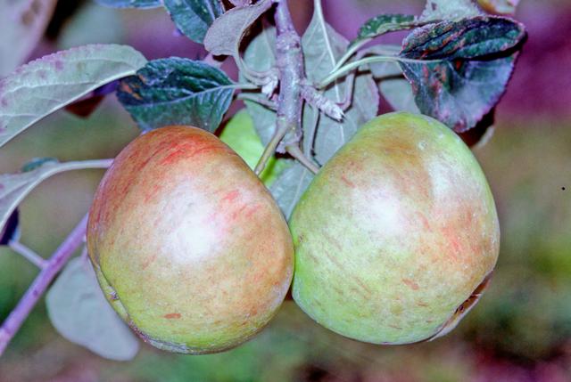 Lady Isabel apple tree