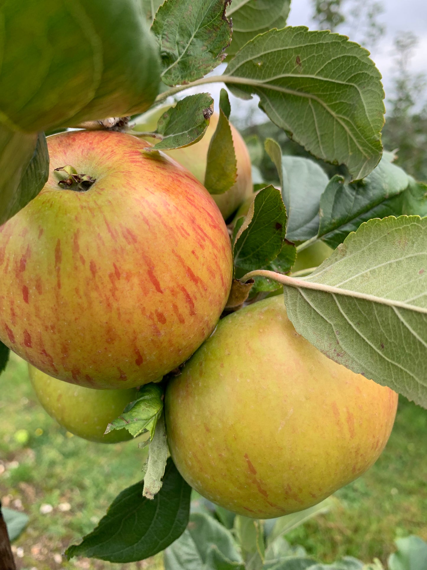 Lane's Prince Albert Apple - MM111 Half-Standard