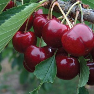 Lapins "Cherokee" Cherry (Dwarf) Patio Tree