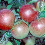 Laxton's Superb apple tree