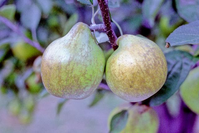 Lemon Pippin Apple - Espalier (1Tier)