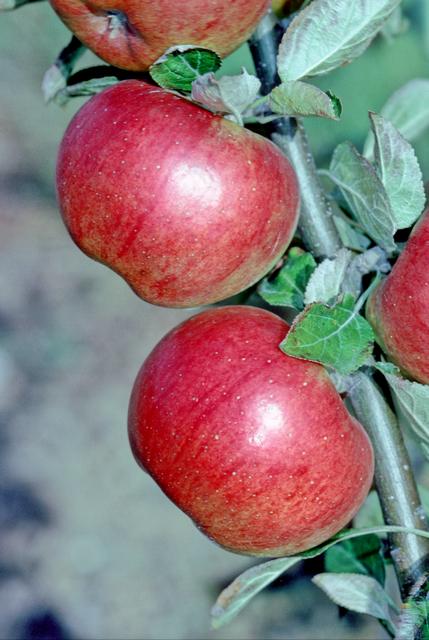 Leonie de Sonnaville Apple - Espalier (1 Tier)