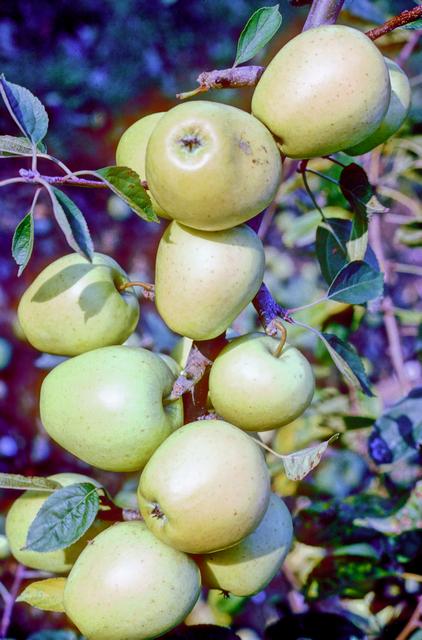 Limoncella Apple - Half-Standard