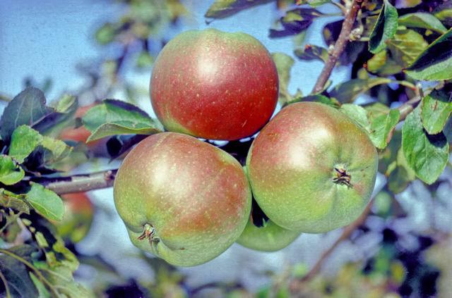Citron d'hiver apple - Espalier (1 Tier)
