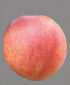 Lord Napier Nectarine  Bush