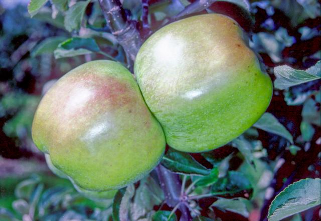 Lord Derby Apple - Espalier - 2 Tier