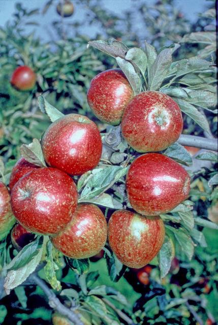 Lord Hindlip Apple - Half-Standard