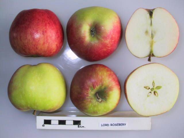 Lord Rosebery Apple - Espalier (1 Tier)