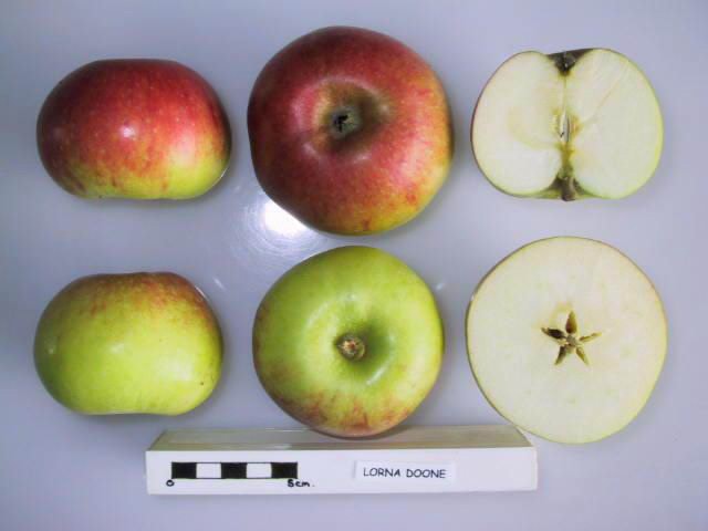 Lorna Doone Apple - Half-Standard