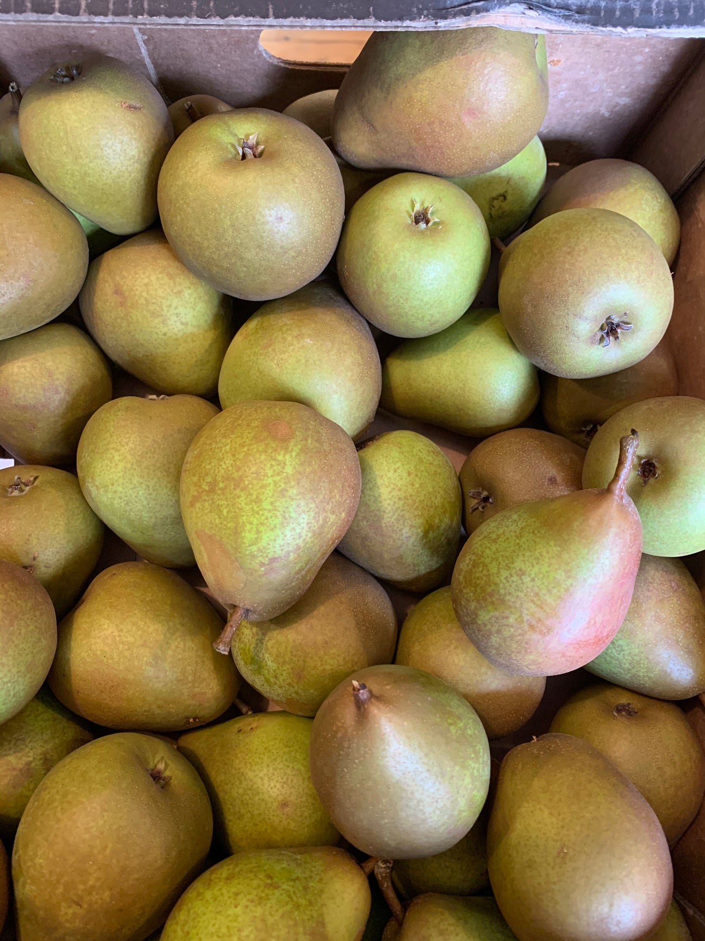 Louise Bonne of Jersey Pear - Bush
