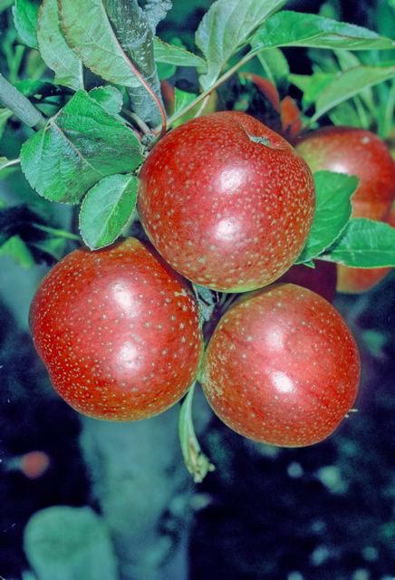 Mabbott's Pearmain Apple - Stepover